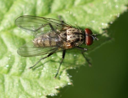 Hylemya sp.
